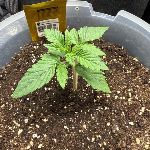 Lemonpaya growlog timeline photo