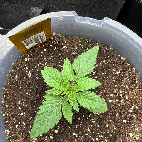 Lemonpaya growlog timeline photo