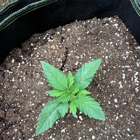 Gorilla Melon growlog timeline photo