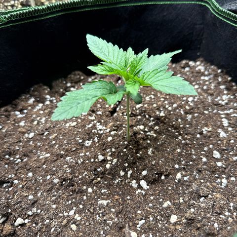 Gorilla Melon growlog timeline photo