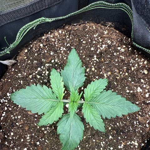 Fat Banana growlog timeline photo
