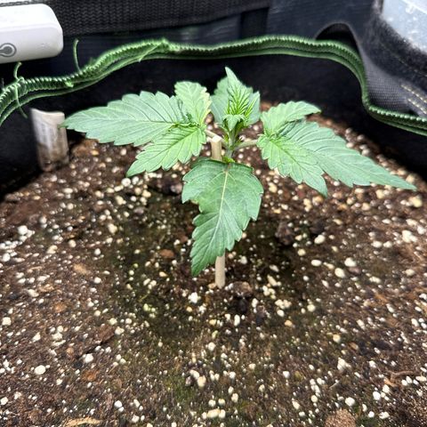 Fat Banana growlog timeline photo