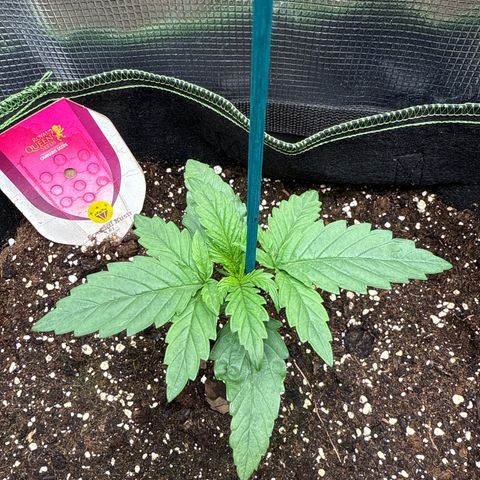 Special Kush #1 growlog timeline photo