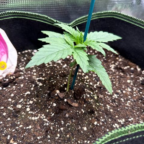 Special Kush #1 growlog timeline photo