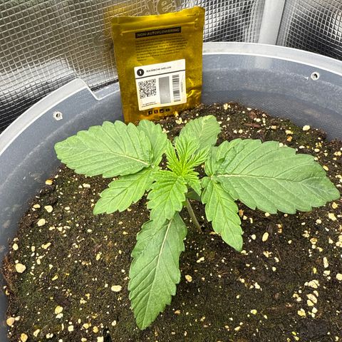Rainbow Melon growlog timeline photo