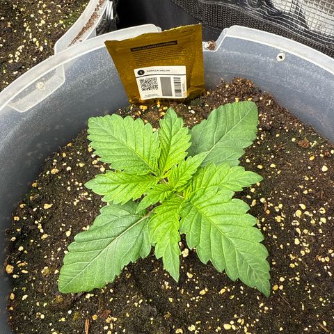 Gorilla Melon growlog timeline photo
