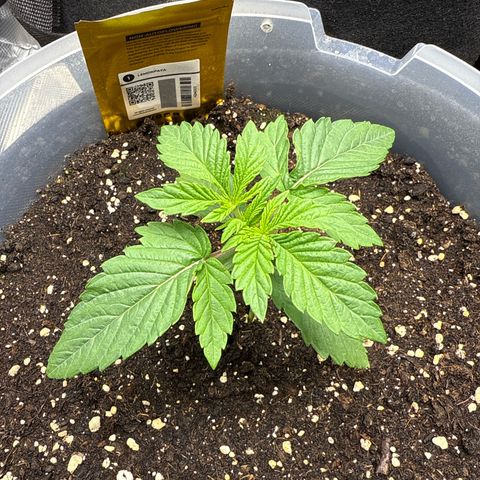 Lemonpaya growlog timeline photo