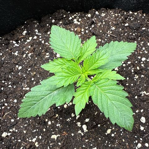 Gorilla Melon growlog timeline photo