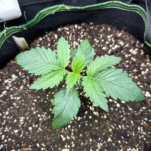 Fat Banana growlog timeline photo