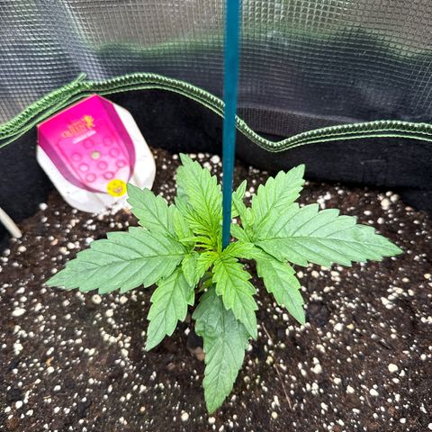 Special Kush #1 growlog timeline photo