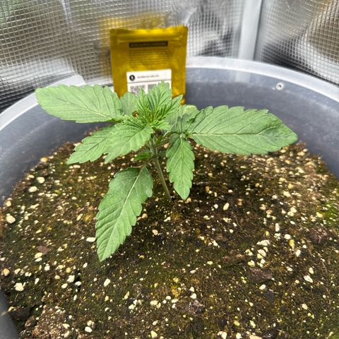 Rainbow Melon growlog timeline photo