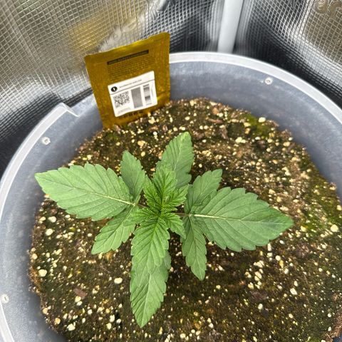 Rainbow Melon growlog timeline photo