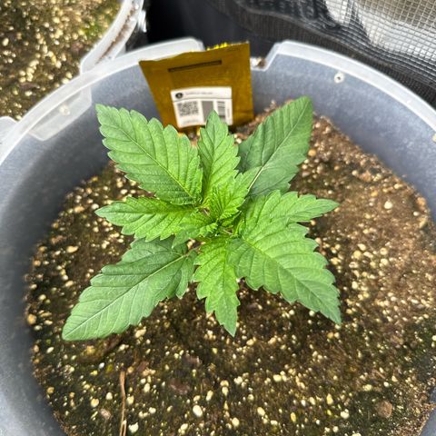 Gorilla Melon growlog timeline photo