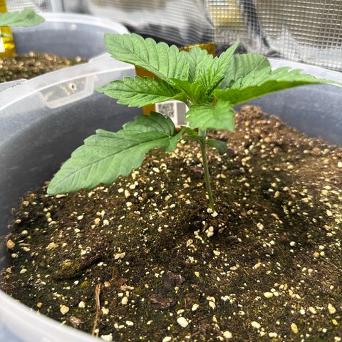 Gorilla Melon growlog timeline photo