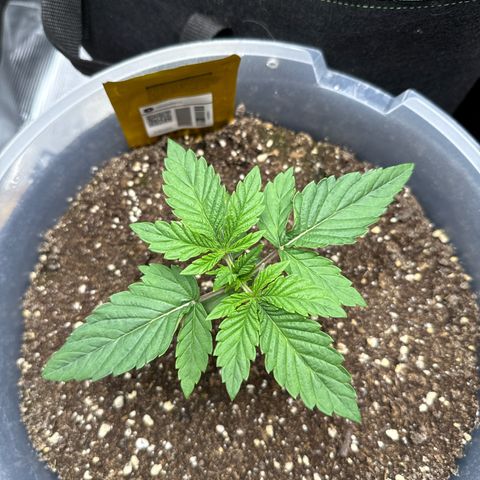 Lemonpaya growlog timeline photo