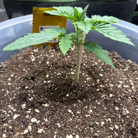 Lemonpaya growlog timeline photo