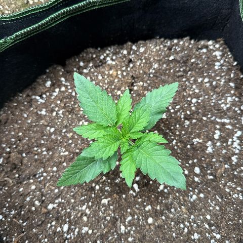 Gorilla Melon growlog timeline photo