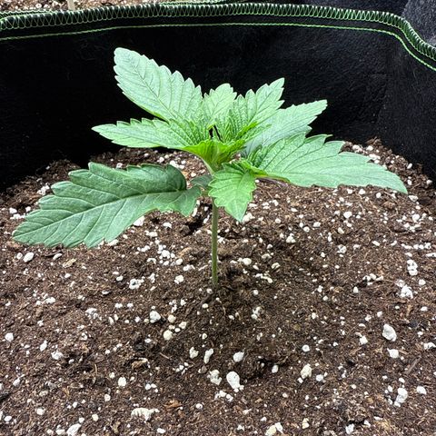 Gorilla Melon growlog timeline photo
