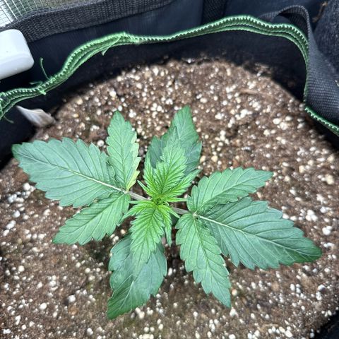 Fat Banana growlog timeline photo