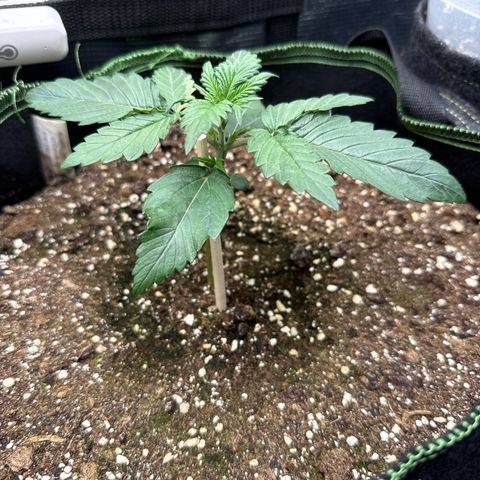 Fat Banana growlog timeline photo