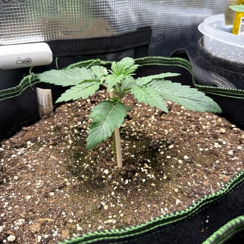 Fat Banana growlog timeline photo