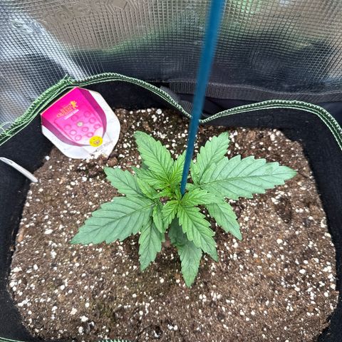 Special Kush #1 growlog timeline photo