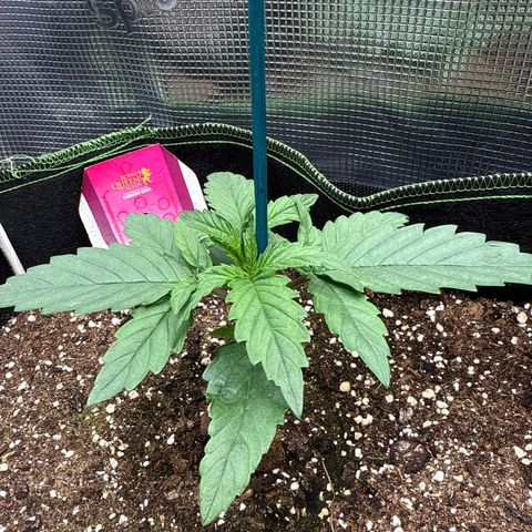 Special Kush #1 growlog timeline photo