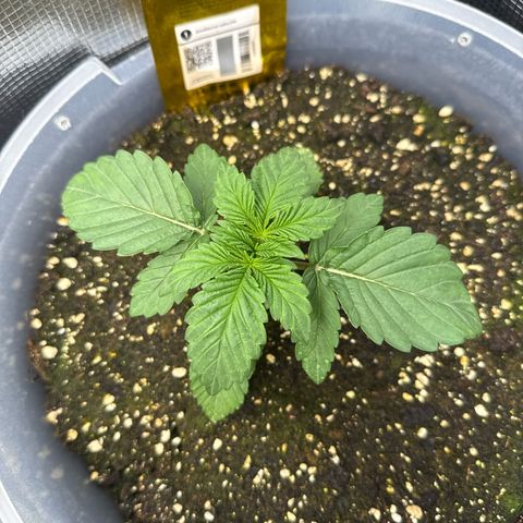 Rainbow Melon growlog timeline photo