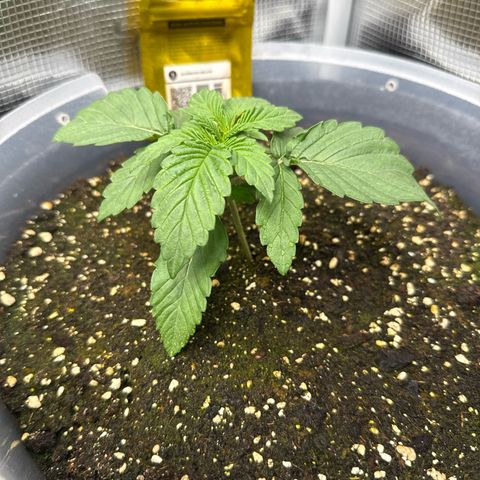 Rainbow Melon growlog timeline photo