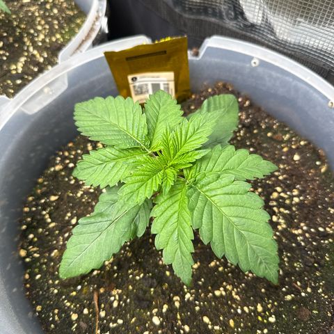 Gorilla Melon growlog timeline photo