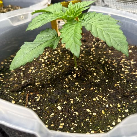 Gorilla Melon growlog timeline photo
