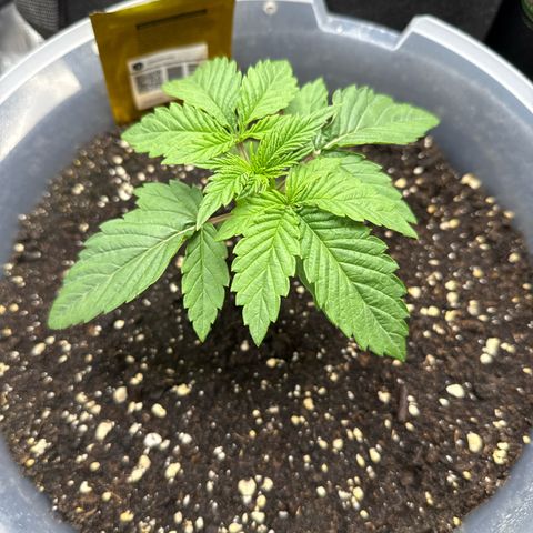 Lemonpaya growlog timeline photo