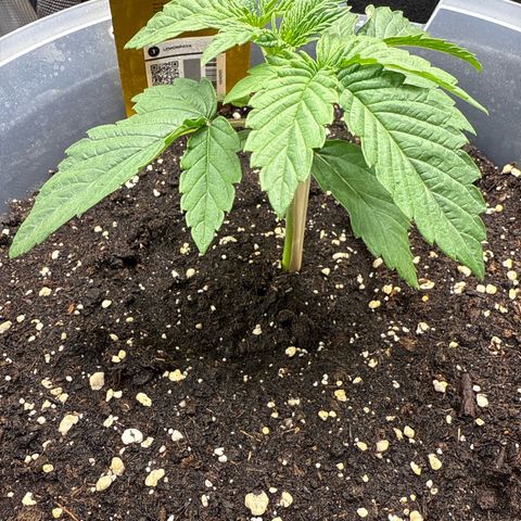 Lemonpaya growlog timeline photo