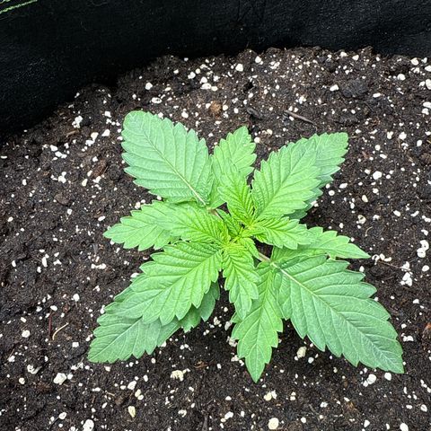 Gorilla Melon growlog timeline photo