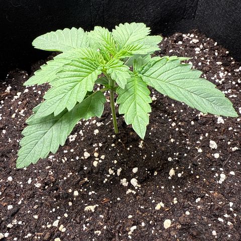 Gorilla Melon growlog timeline photo
