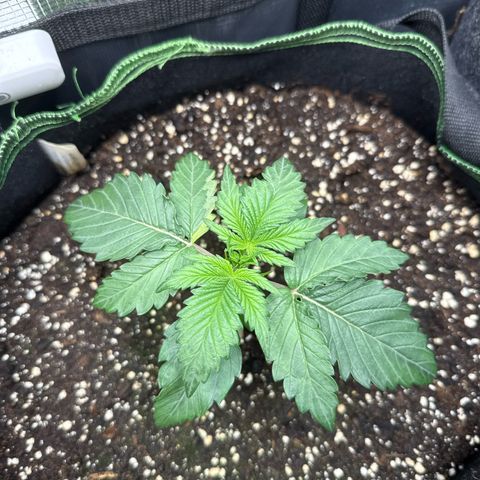 Fat Banana growlog timeline photo