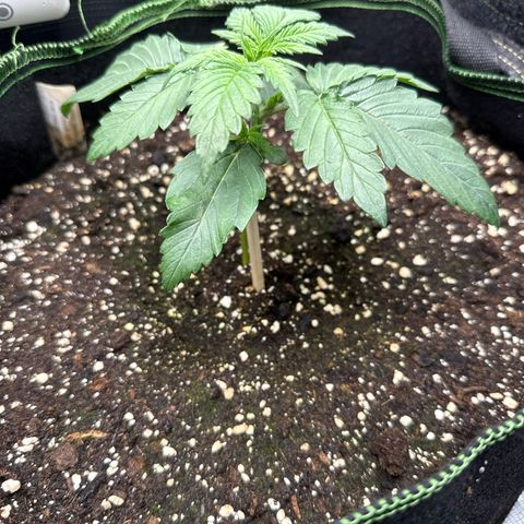 Fat Banana growlog timeline photo