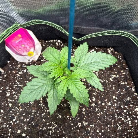 Special Kush #1 growlog timeline photo