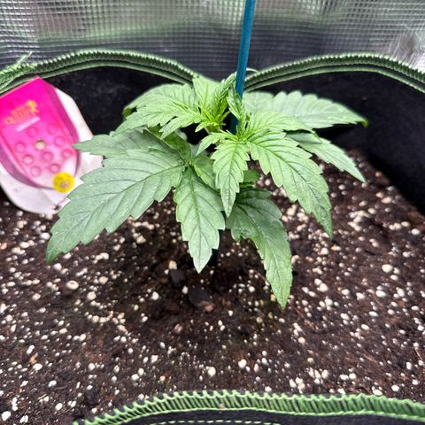 Special Kush #1 growlog timeline photo