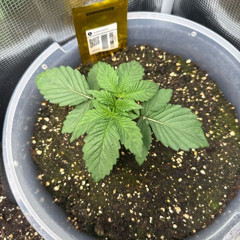 Rainbow Melon growlog timeline photo