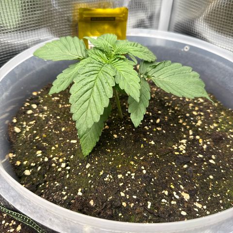 Rainbow Melon growlog timeline photo