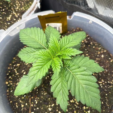 Gorilla Melon growlog timeline photo