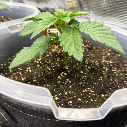 Gorilla Melon growlog timeline photo