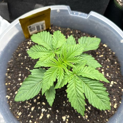 Lemonpaya growlog timeline photo