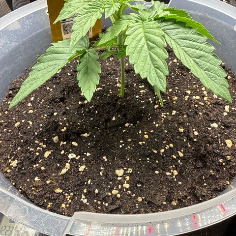 Lemonpaya growlog timeline photo
