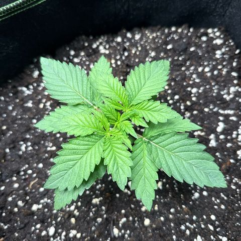Gorilla Melon growlog timeline photo