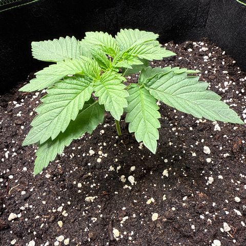 Gorilla Melon growlog timeline photo