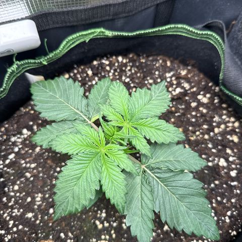 Fat Banana growlog timeline photo