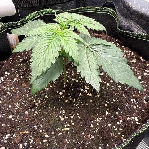 Fat Banana growlog timeline photo