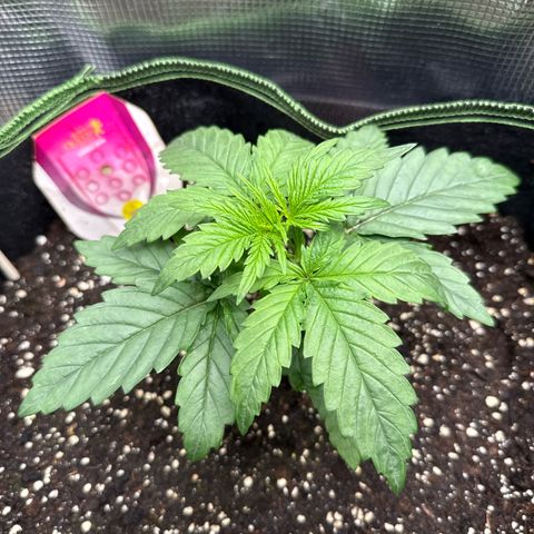 Special Kush #1 growlog timeline photo